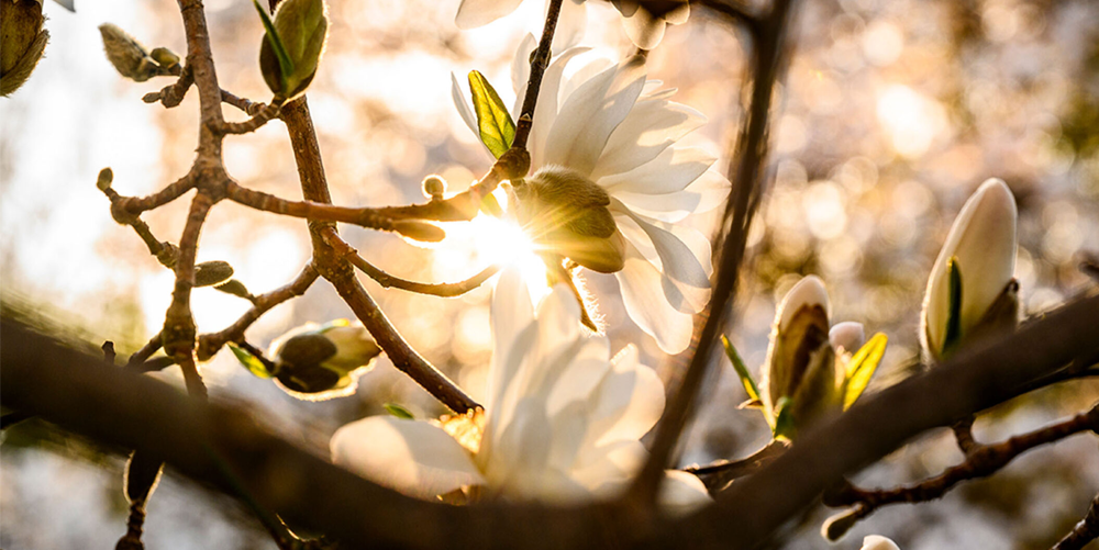 Flowers in the sunlight